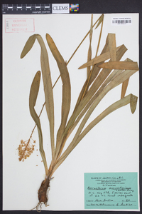 Amianthium muscitoxicum image