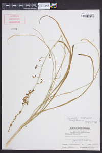 Stenanthium gramineum image