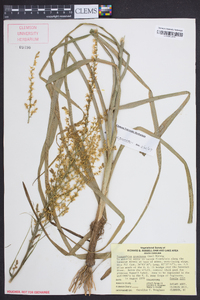 Stenanthium gramineum image