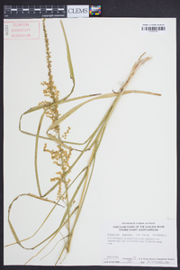 Stenanthium gramineum image