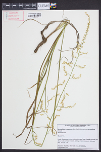 Stenanthium gramineum var. micranthum image