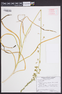 Stenanthium gramineum image