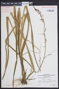 Stenanthium gramineum image