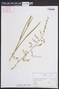 Stenanthium gramineum image