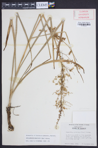 Stenanthium gramineum image