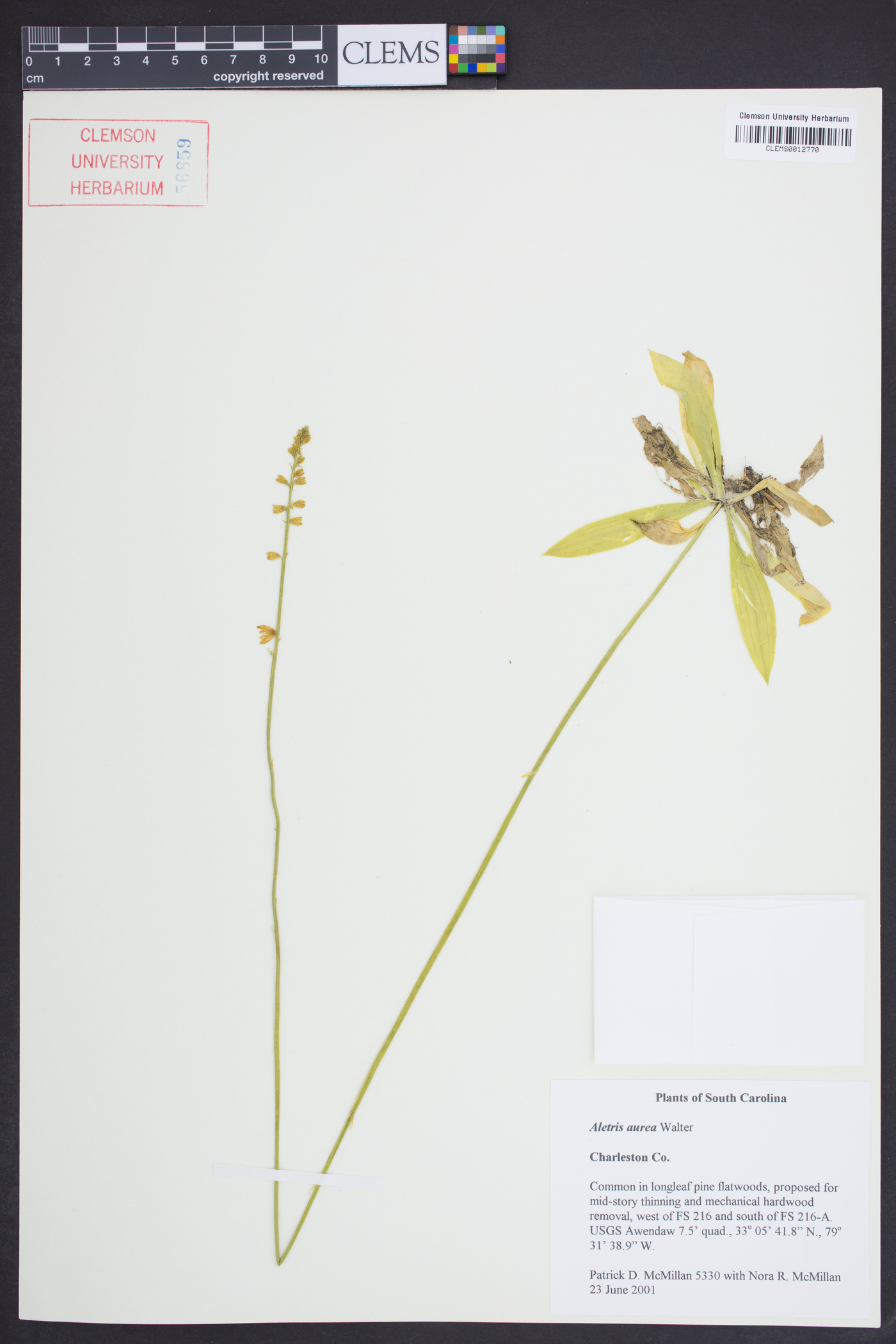 Aletris aurea image