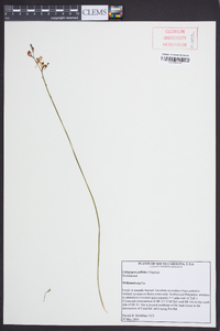 Calopogon pallidus image