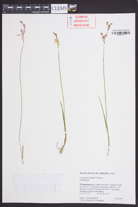 Calopogon pallidus image