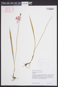 Calopogon tuberosus image