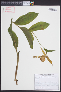 Cypripedium parviflorum var. pubescens image