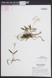 Epidendrum conopseum image