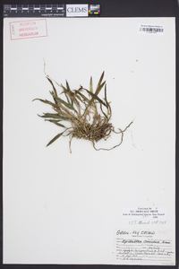 Epidendrum conopseum image