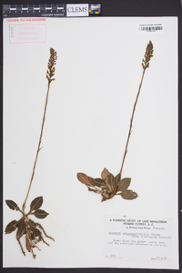 Goodyera pubescens image