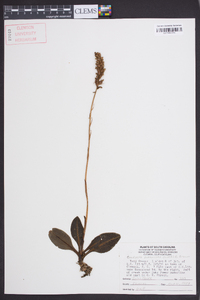 Goodyera pubescens image