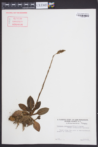 Goodyera pubescens image