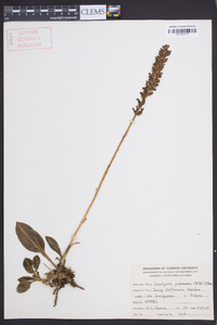 Goodyera pubescens image