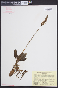 Goodyera pubescens image