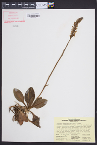 Goodyera pubescens image