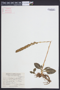 Goodyera pubescens image