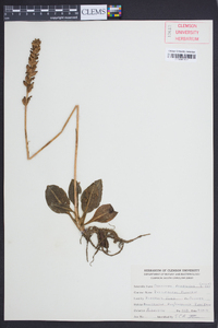 Goodyera pubescens image