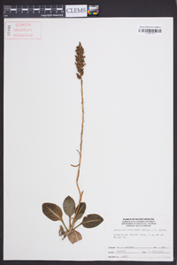 Goodyera pubescens image