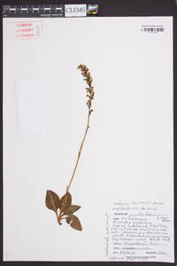 Goodyera pubescens image