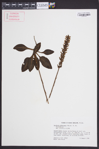 Goodyera pubescens image