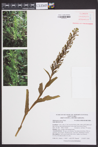 Habenaria repens image