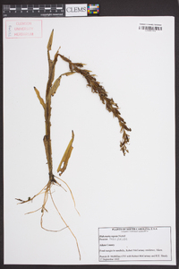 Habenaria repens image