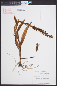 Habenaria repens image