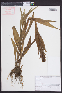 Habenaria repens image