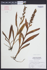 Habenaria repens image