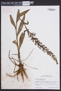 Habenaria repens image