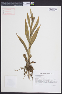 Habenaria repens image