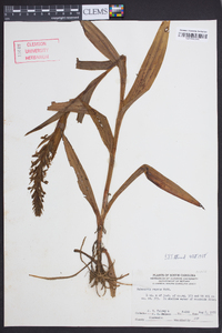 Habenaria repens image