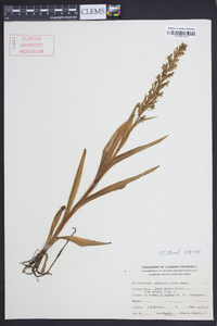 Habenaria repens image