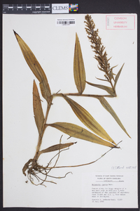 Platanthera clavellata image