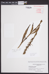 Habenaria repens image