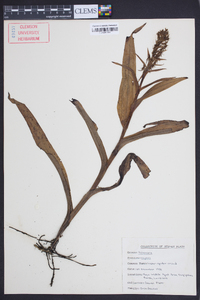 Habenaria repens image