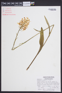 Platanthera ciliaris image