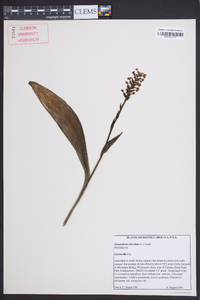 Platanthera clavellata image