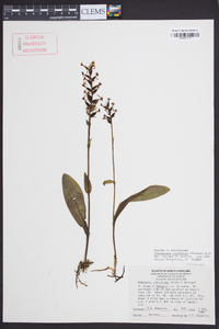 Platanthera clavellata image