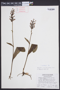 Platanthera clavellata image