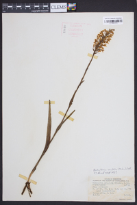 Platanthera cristata image