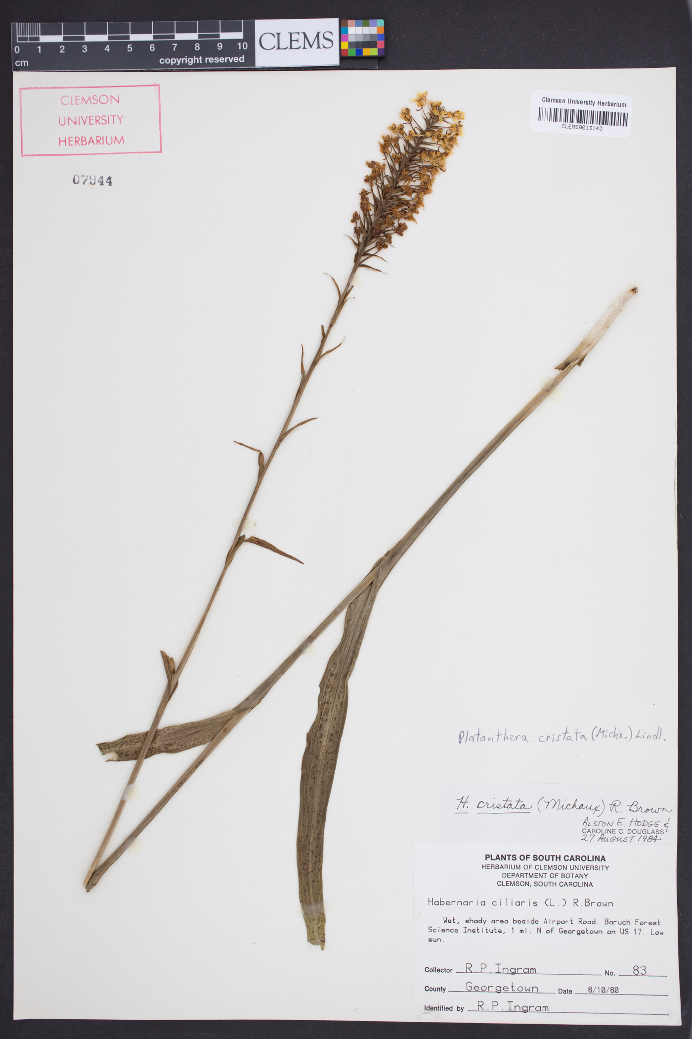 Platanthera cristata image