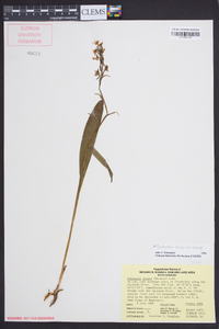 Platanthera lacera image