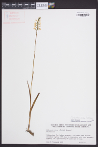 Platanthera nivea image