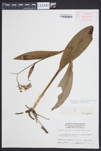 Platanthera psycodes image