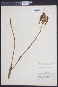 Platanthera ciliaris image