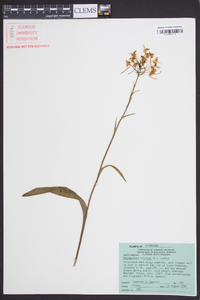 Platanthera ciliaris image